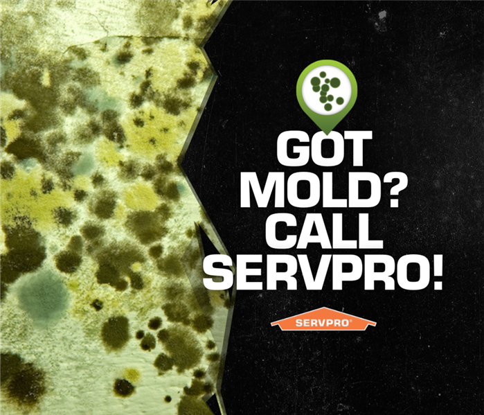 "Got Mold? Call SERVPRO"